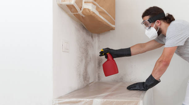 Professional Basement Mold Removal technician working in Hillsdale, MI