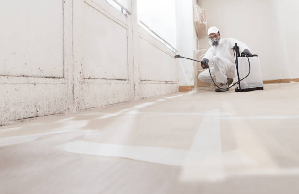 24/7 Emergency Basement Mold Removal experts in Hillsdale, MI
