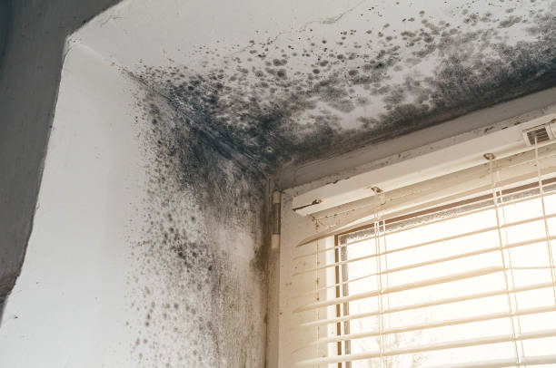 Affordable Basement Mold Removal solutions in Hillsdale, MI
